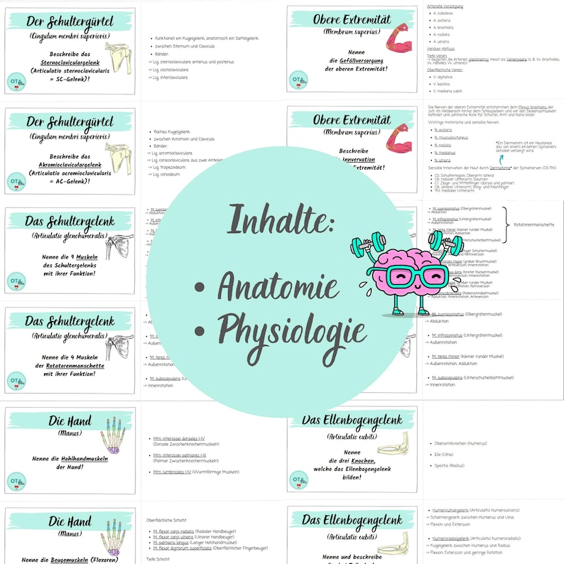 May include: A set of colourful flashcards with illustrations and text in German. The flashcards cover the anatomy and physiology of the shoulder, elbow, and hand. The title of the flashcards is "Inhalte: Anatomie &bull; Physiologie".