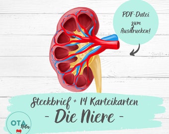 DIE NIERE Lernzettel + Karteikarten - Pflege Anatomie Physiologie Nephrologie OTA Pflegefachfrau Mfa Lernkarten digital pdf