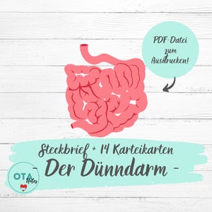Könnte beinhalten: Eine druckbare PDF-Datei mit einer Illustration des Dünndarms, einem rosa anatomischen Diagramm und dem Text "Steckbrief + 14 Karteikarten Der Dünndarm -" und "PDF-Datei zum Ausdrucken!" Der Text "OTA Notes" befindet sich in einem roten Herzen.