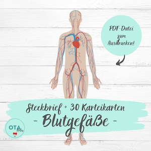 BLUTGEFÄßE Anatomie Lernzettel Gefäßsystem Venen Arterien Kapillaren + Karteikarten - Pflege OTA Ata mfa Ausbildung Lernkarten tms
