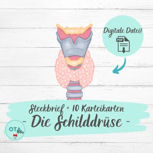 DIE SCHILDDRÜSE Anatomie Lernzettel & Karteikarten Ota Ausbildung Op Pflege MFA Ata Pflegeausbildung Lernkarten Organe Aufbau und Funktion