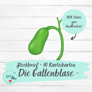 DIE GALLENBLASE Anatomie Lernzettel + Karteikarten - Pflege Physiologie Medizin Pflegeausbildung Ota Ata Mfa Lernkarten digital pdf deutsch