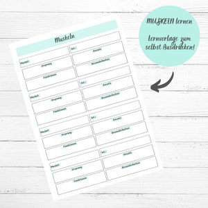 May include: Printable worksheet with a table for learning about muscles. The table has columns for the muscle name, origin, function, Latin name, insertion, and special features. The worksheet is titled "Muskeln lernen" and "Lernvorlage zum selbst Ausdrucken!"