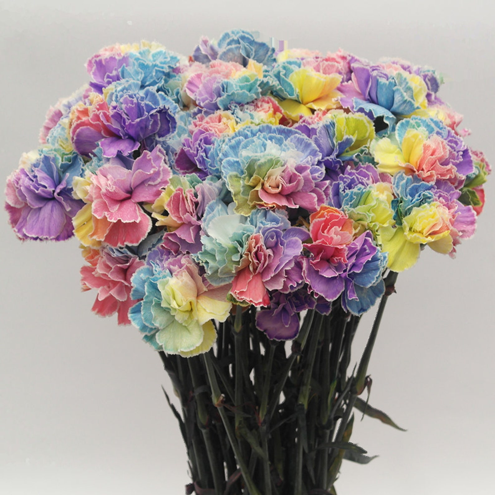 Amazing Dried Carnations:  Your Step By Step Guide - eou3ig0