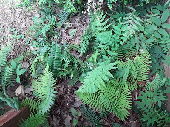 Beautiful, Natural, Pressed Ferns