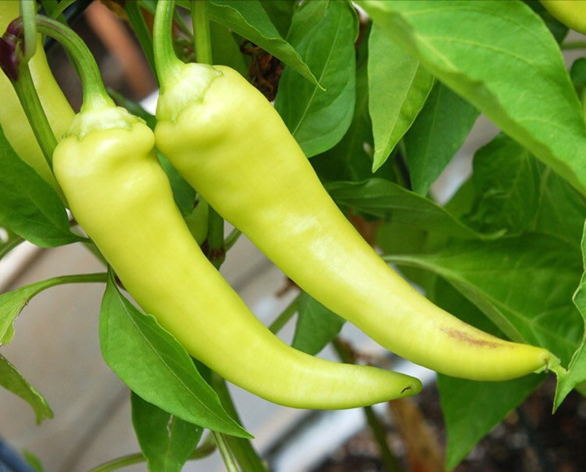 Sweet Banana Pepper seeds/vegetable seeds Organic nonGMO Etsy