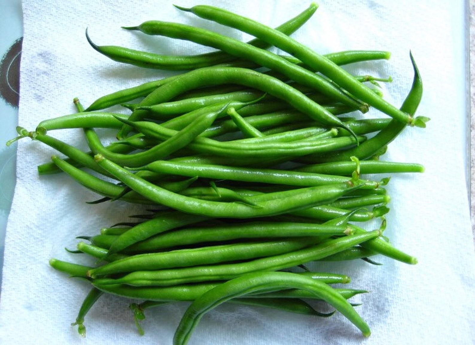 Garden Bean/ Stringless Green Pod/ Vegetable Seeds/ Organic Etsy