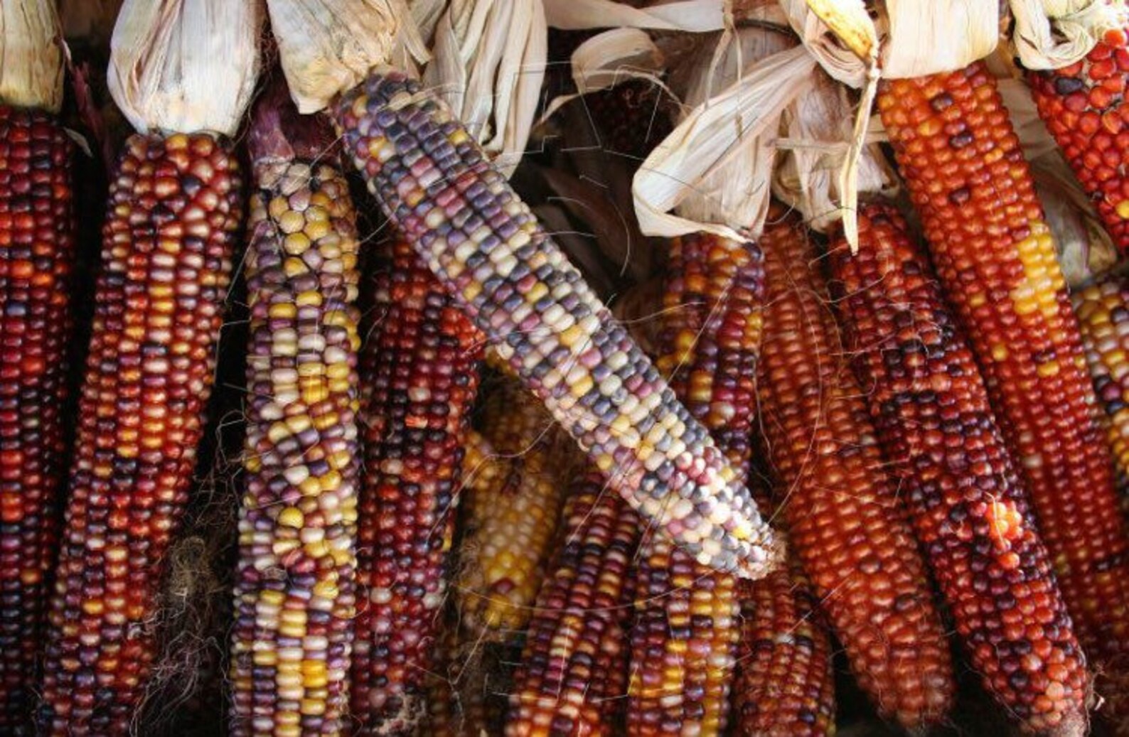 Ornamental Indian corn/ vegetable seeds/ organic nonGMO Etsy