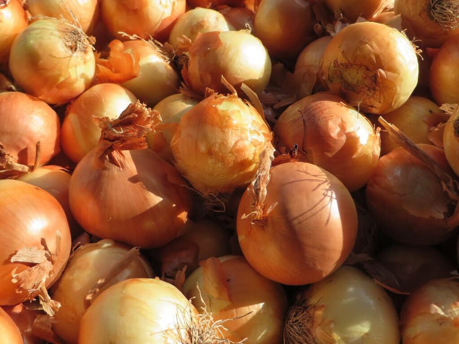 Utah yellow sweet Spanish onion seeds organic nonGMO Etsy