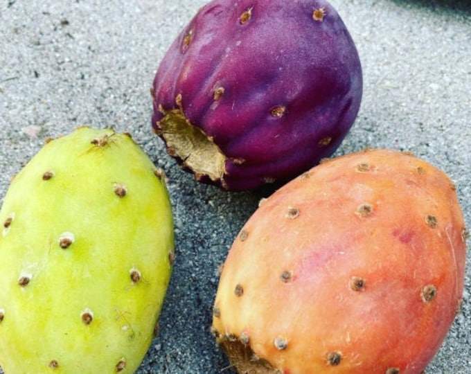 Varieties of Prickly Pear Cactus Opuntia Ficus Indica Pad Cuttings Grow