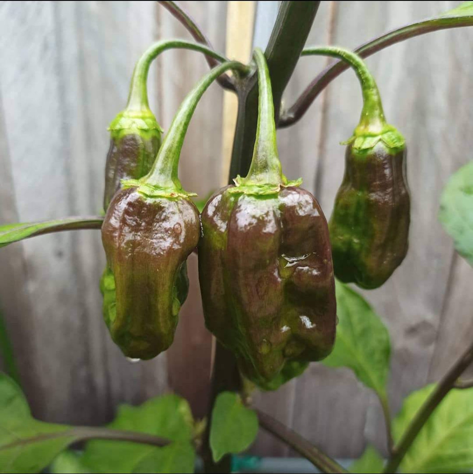 Trinidad moruga scorpion chocolate chilli seeds last pack | Etsy