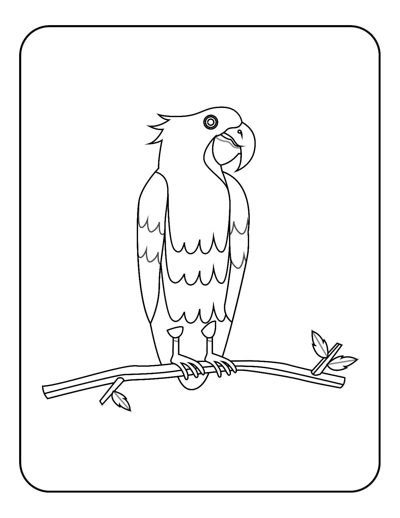Birds Coloring Pages for Kids | Etsy