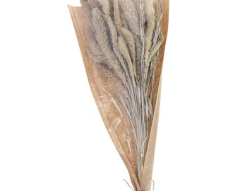 Setaria Bund 100g