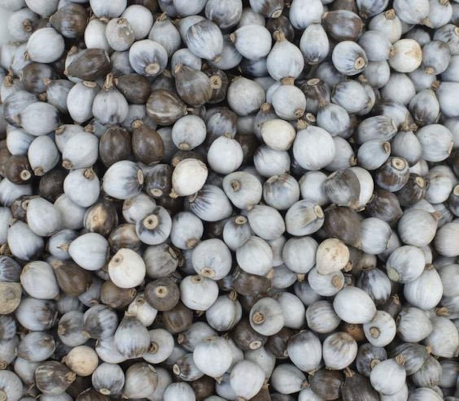 2 lbs Job's Tears beads natural 2500 to 2700 Beads Free | Etsy