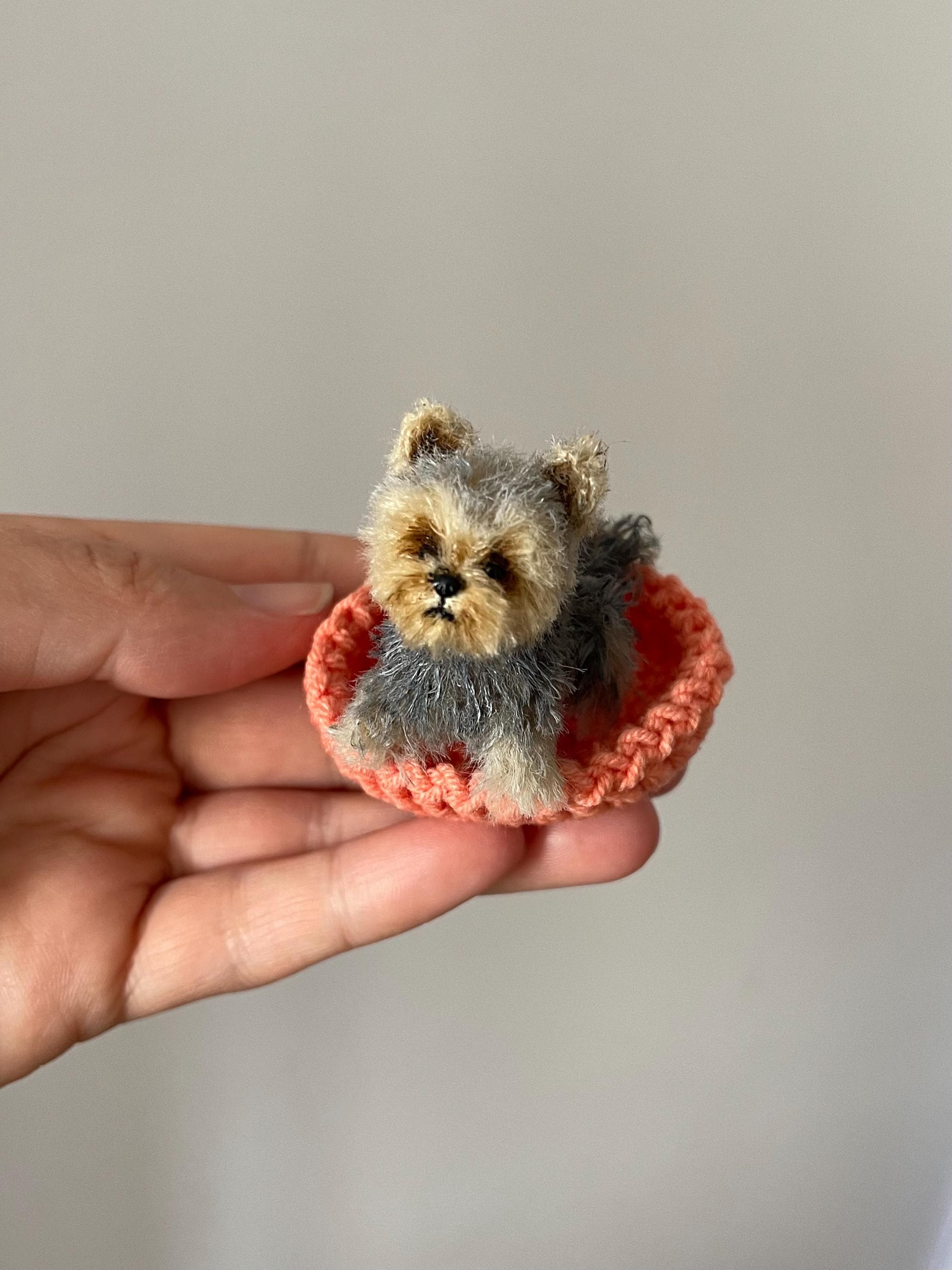 Teacup Yorkie Puppies For Sale In Ky Under $500 Teacup Yorkie For Sale Under  300 Dollars