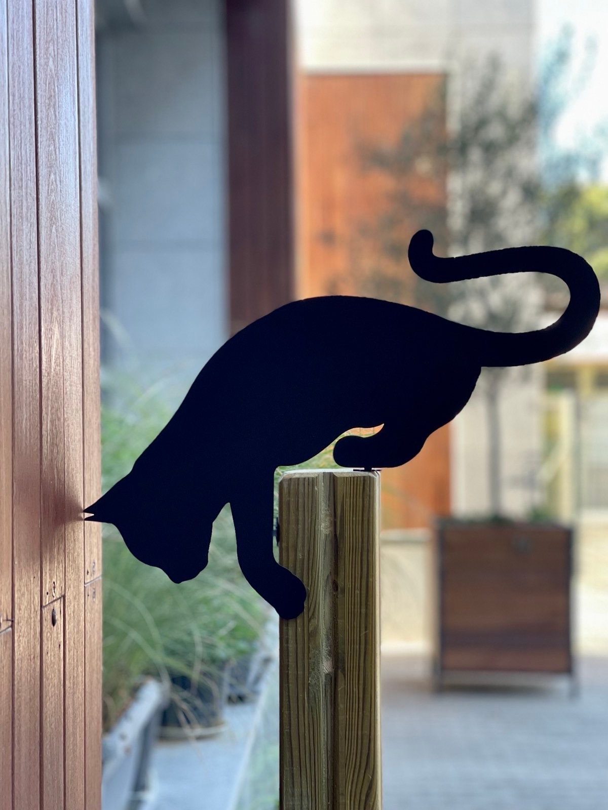 El caso 2025 del gato trepador