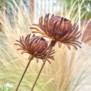Op de afbeelding: Twee metalen bloemensculpturen met een roestige, donkerbruine afwerking. Elke bloem heeft een bolvormig centrum met uitstralende, puntige bloemblaadjes bevestigd aan een dunne, rechte metalen steel, lijkend op een gedroogde, verweerde bloem.