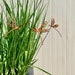 see more listings in the Plant Stake & Wall Decor section