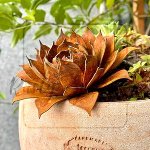May include: A large, rust-colored metal succulent plant with pointed leaves, set in a terracotta pot. The plant's petals have a textured, layered appearance. The pot has a handmade look, with the word "terranco" embossed on the side. Green foliage is visible in the background.