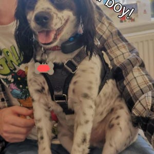 Hundegeschirr mit Personalisierung.