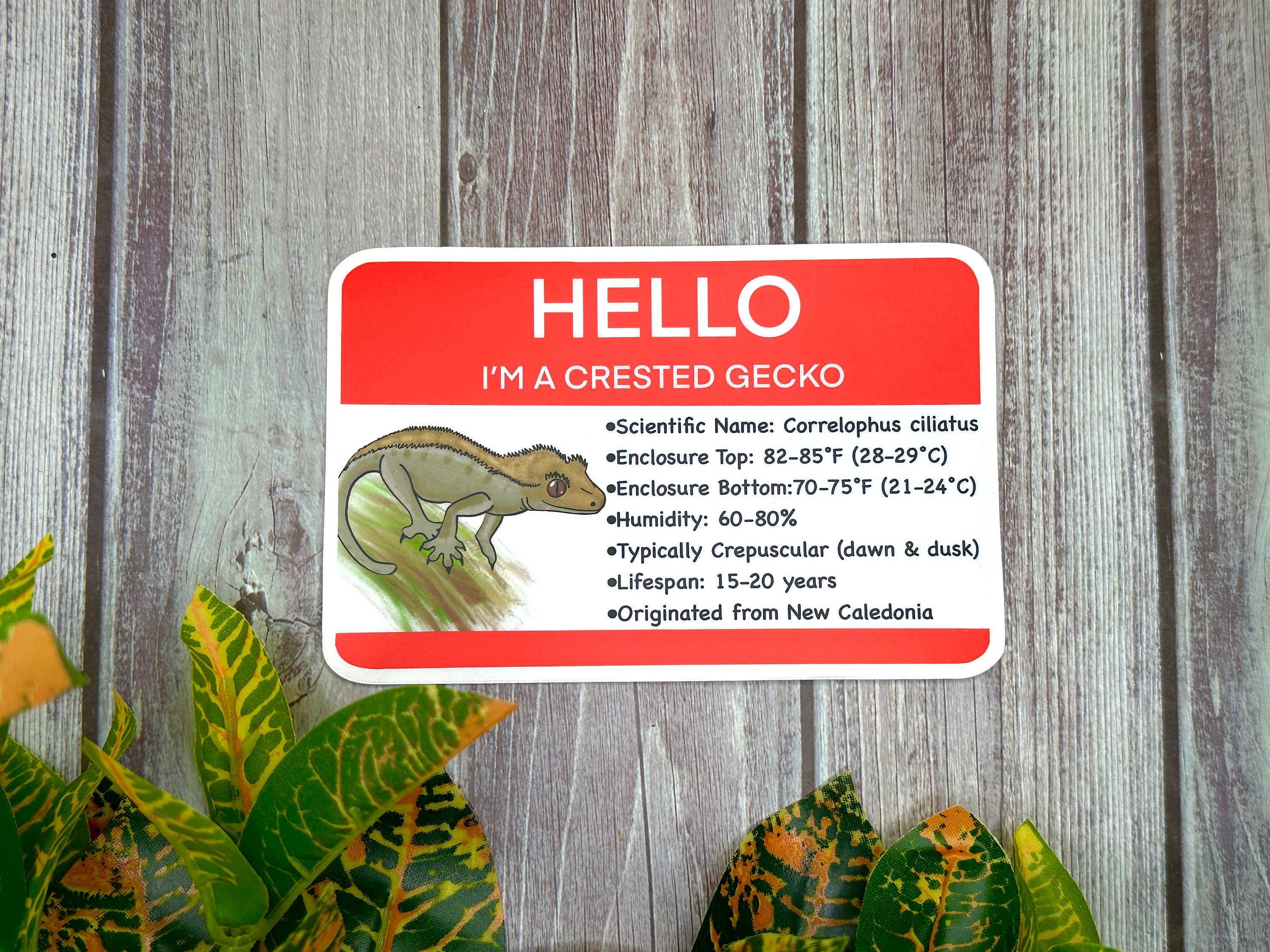i Selter【AM】Praying Gecko Logo Hello I'm A Crested Gecko Tank Sticker | Reptile Info Label - Etsy