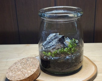 The Little Mountain Terrarium Kit by Green Mountain Moss - Live Moss Terrarium, Terrarium Kit, Terrarium Self Sustaining Kit DIY