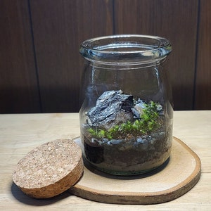 The Little Mountain Terrarium Kit by Green Mountain Moss - Live Moss Terrarium, Terrarium Kit, Terrarium Self Sustaining Kit DIY