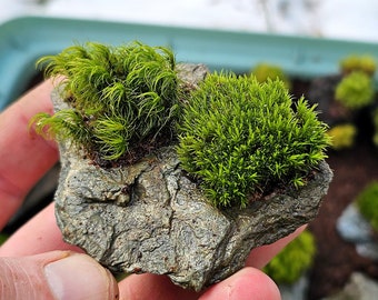 Mood Moss on Schist Rock - Dicranum Spp. on Natural Hardscape - Terrarium Ready Live Moss Rocks