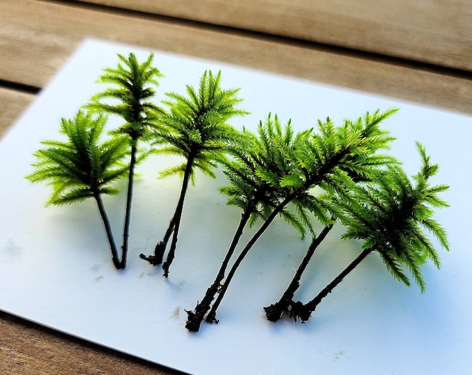 Featured listing image: Young Tree Moss (Climacium Dendroides / Americanum) Rare Live Moss for Terrarium, Terrarium Moss, Live Moss (8+ Trees)