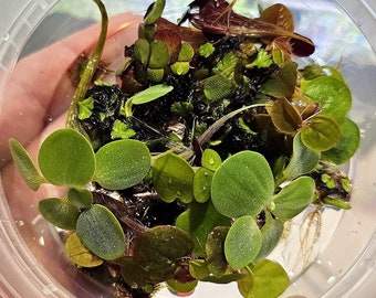 Pack de démarrage de plantes flottantes - 6 types, grenouillette, laitue naine, riccia à franges violettes, lentilles d'eau géantes, salvinia, plantes flottantes à racines rouges