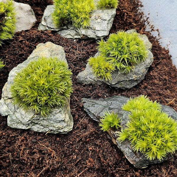 Pincushion Moss on Gray Schist Rock - Leucobryum Glaucum on Rock - Terrarium Ready Live Moss Rocks