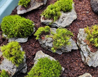 Mood Moss on Schist Rock - Dicranum Spp. on Natural Hardscape - Terrarium Ready Live Moss Rocks