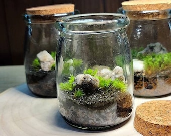 Quartz Little Mountain Terrarium Kit by Green Mountain Moss - Live Moss Terrarium, Terrarium Kit, Terrarium Self Sustaining Kit DIY