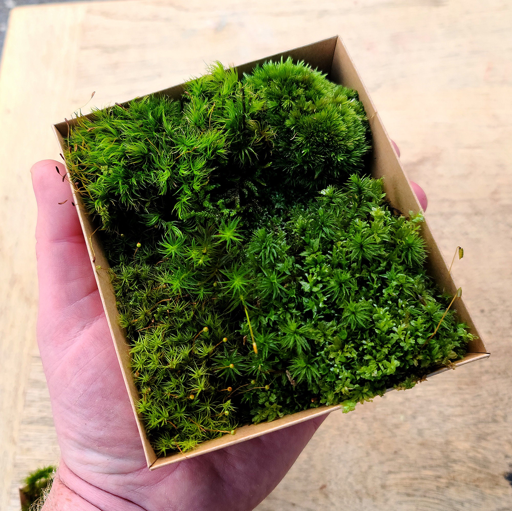 Live Moss Multi Pack - Sustainably Harvested - 3-4 Varieties
