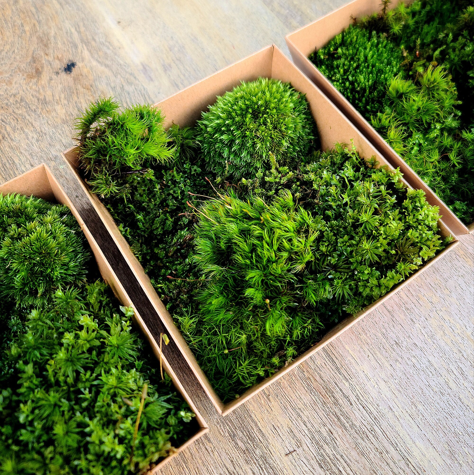 Assorted smaller mosses, 1 Quart bag Of Live Bun Moss, Immature Mood Moss, Cushion  Moss for Terrariums!