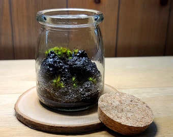 Black Lava Rock Little Mountain Terrarium Kit by Green Mountain Moss - Live Moss Terrarium, Terrarium Kit, Terrarium Self Sustaining Kit DIY