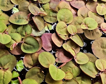 Red Root Floaters (Phyllanthus fluitans) Floating Aquatic Plant for Aquarium, Vivarium, Pond