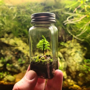 The Little Tree Terrarium Kit by Green Mountain Moss - Live Moss Terrarium Self Sustaining Kit DIY Climacium Dendroides Americanum Tree Moss