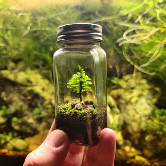 Moss Terrarium 