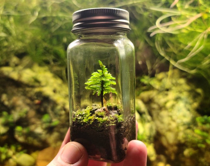 Featured listing image: The Little Tree Terrarium Kit by Green Mountain Moss - Live Moss Terrarium Self Sustaining Kit DIY Climacium Dendroides Americanum Tree Moss