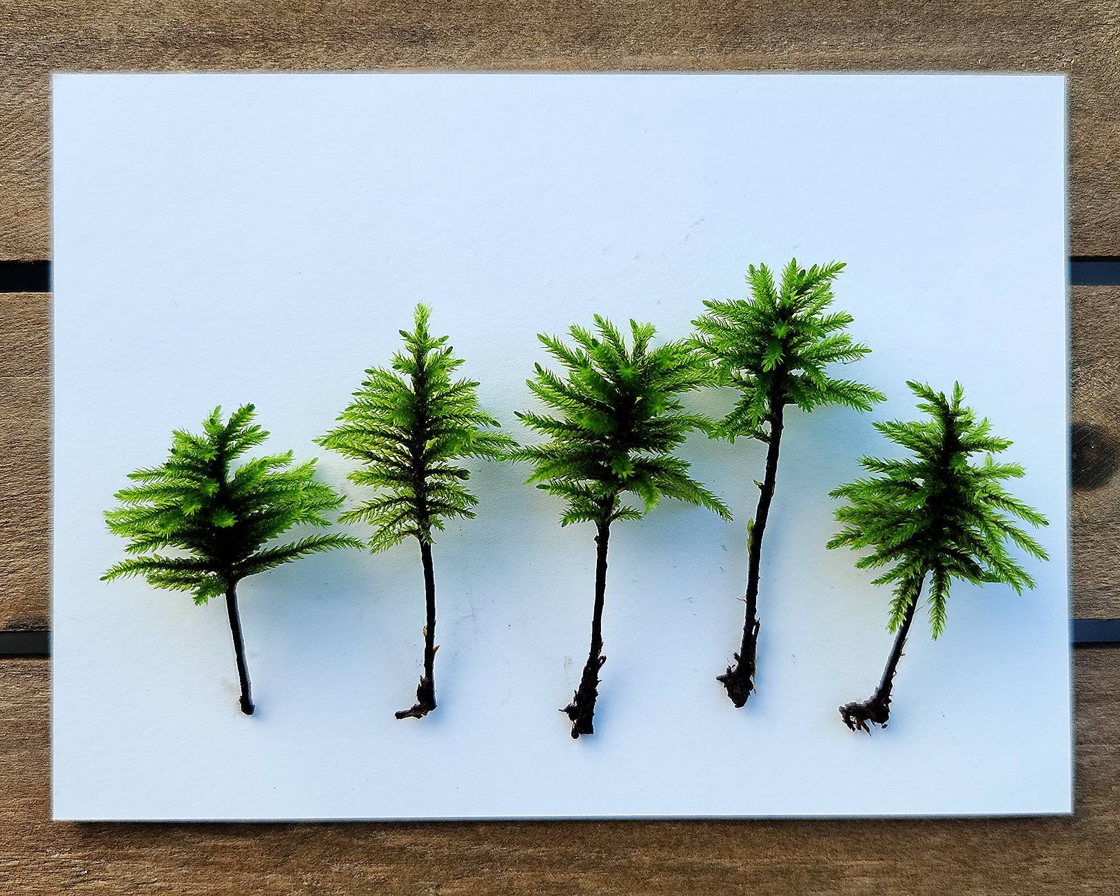 Tree Moss (Climacium Americanum / Dendroides) Rare Live Moss for