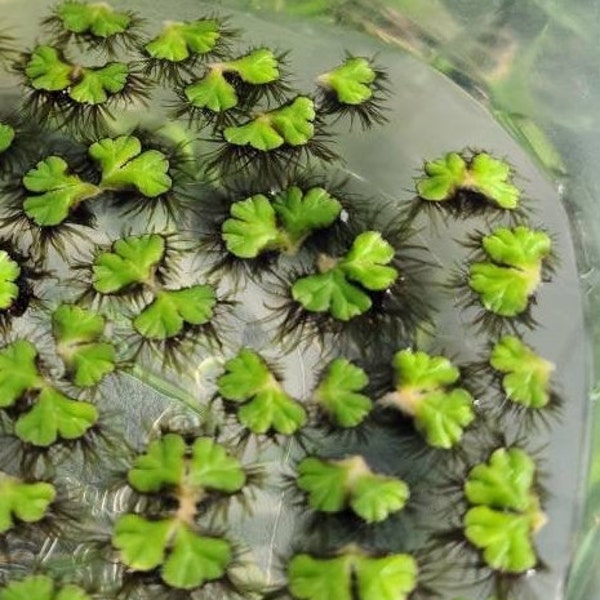 Purple Fringed Riccia (ricciocarpus natans) Floating Aquatic Plant Liverwort for Aquarium and Terrarium