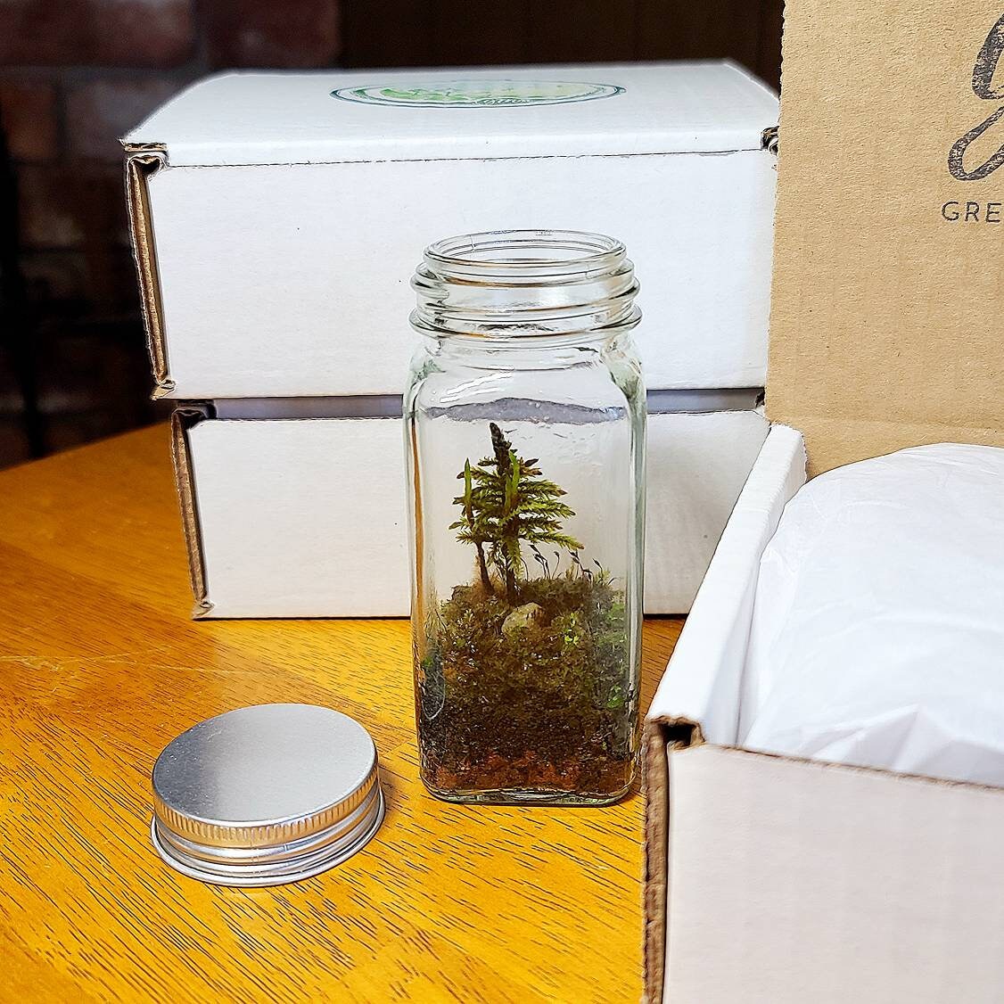 The Little Tree Terrarium Kit by Green Mountain Moss Live Moss