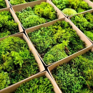 Live Moss Variety Pack - Diverse Selection of Live, Lush Terrarium Mosses - Perfect for Terrarium - DIY Terrarium Moss Pack, Mixed Live Moss