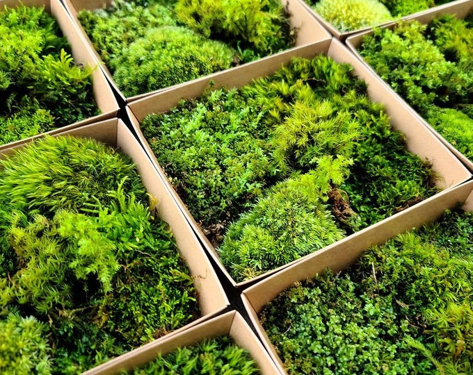 Featured listing image: Live Moss Variety Pack - Diverse Selection of Live, Lush Terrarium Mosses - Perfect for Terrarium - DIY Terrarium Moss Pack, Mixed Live Moss