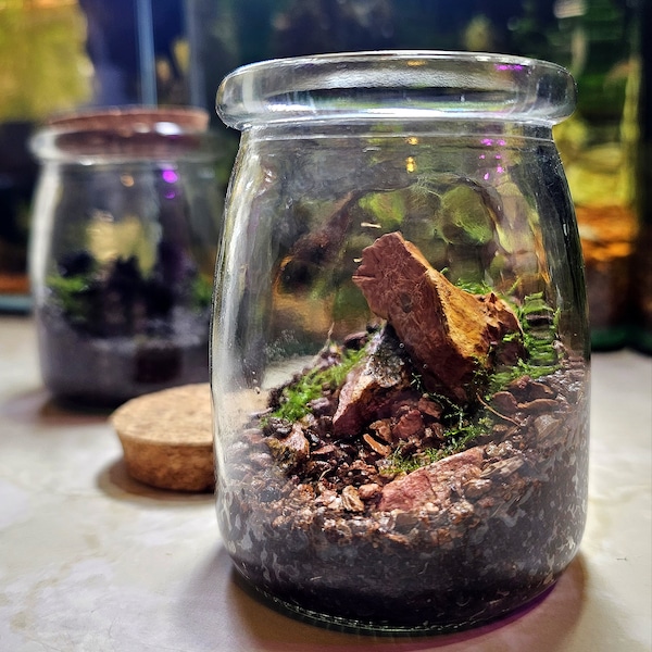 Dragon Stone Little Mountain Terrarium Kit by Green Mountain Moss - Live Moss Terrarium, Terrarium Kit, Terrarium Self Sustaining Kit DIY