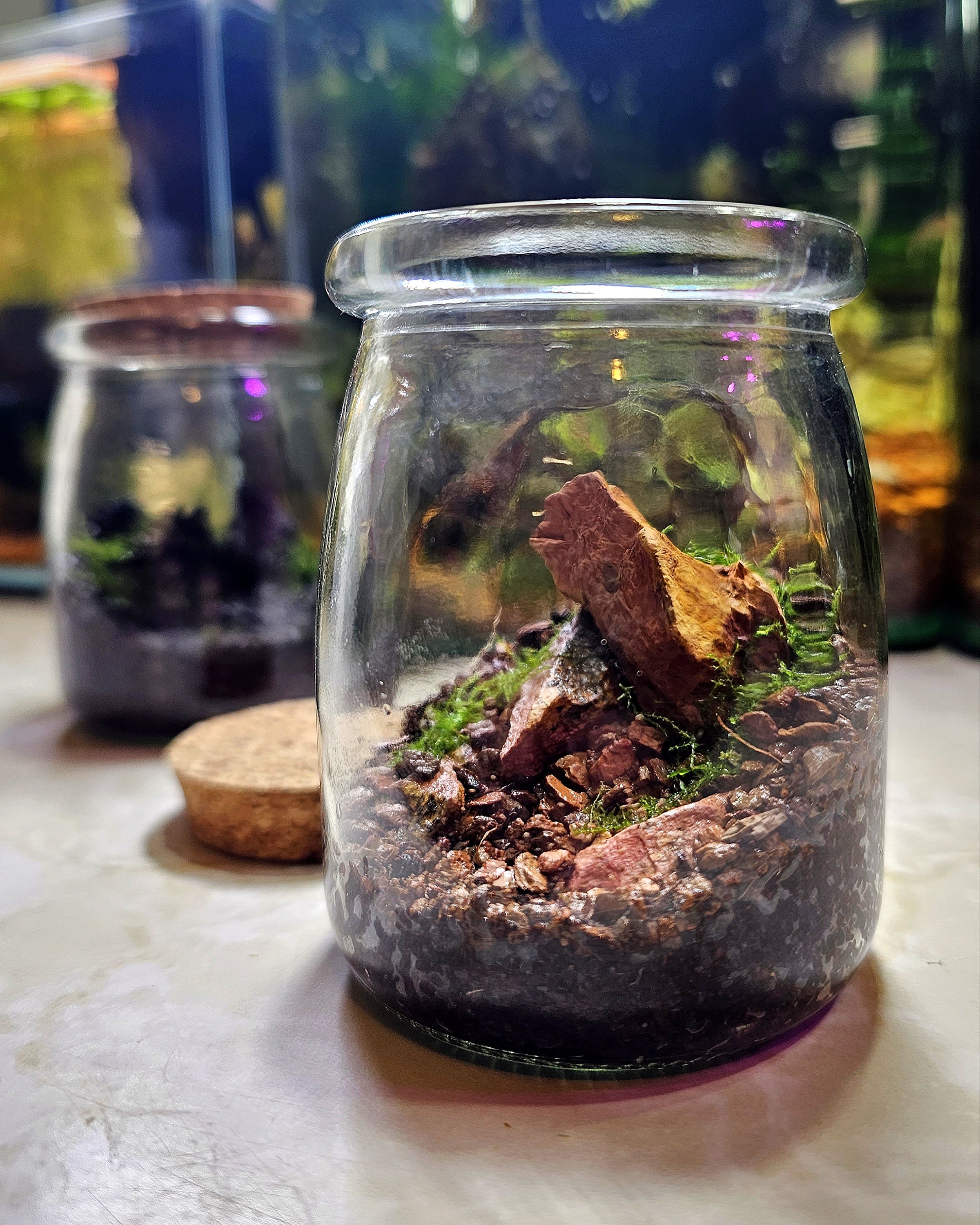 Dragon Stone Little Mountain Terrarium Kit by Green Mountain Moss - Live  Moss Terrarium, Terrarium Kit, Terrarium Self Sustaining Kit DIY