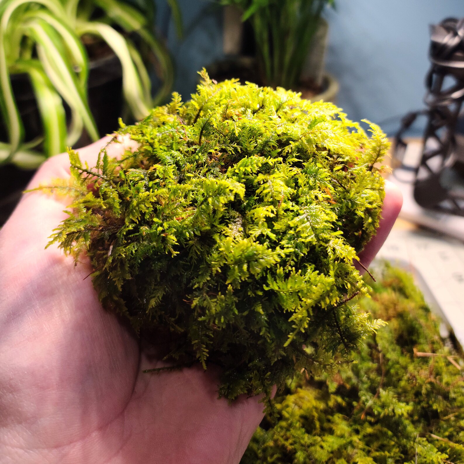 Delicate Fern Moss Thuidium Delicatulum Live Moss for Etsy