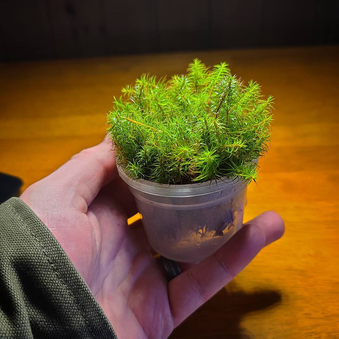 Common Haircap Moss (Polytrichum Commune) Live Moss for Terrarium, Riparium, Vivarium