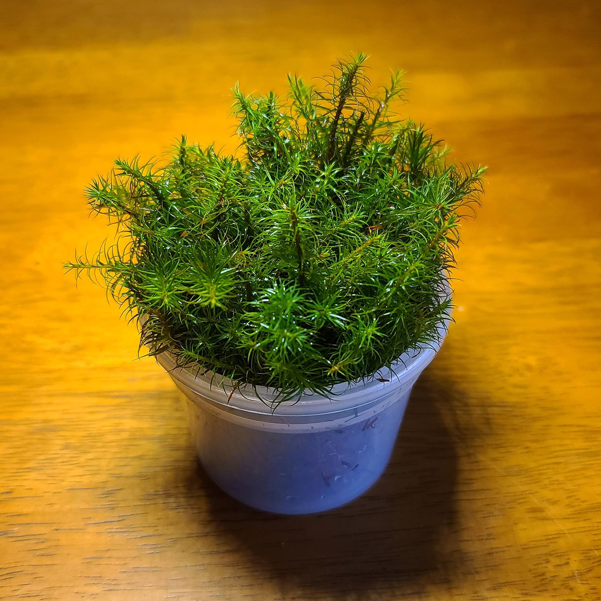 Common Haircap Moss (Polytrichum Commune) Live Moss for Terrarium